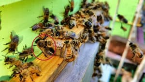 Beekeeping as a Hobby (Is It For You?)